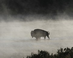 Bull Bison Buffalo crossing Yellowstone River 8″x10″ Photograph Print 8×10
