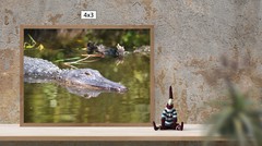 Alligator in the Everglades, High Resolution Image, Many Formats, TV Art
