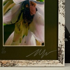 MICHAEL RAY Original Vintage Signed Long Island NY Floral Still Life Photograph