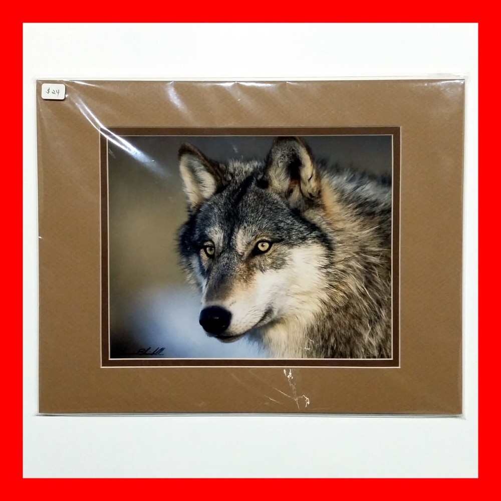 Wolf Photograph Professionally Matted Photo Professional Mat Dennis Blaisdell