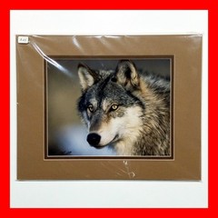 Wolf Photograph Professionally Matted Photo Professional Mat Dennis Blaisdell