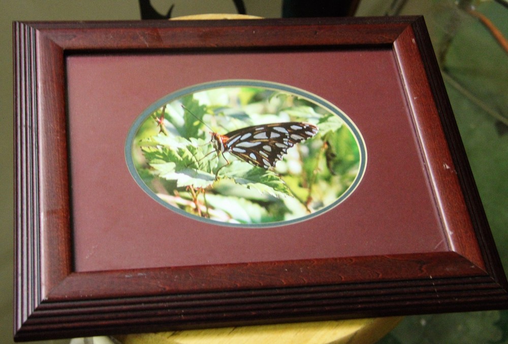 Photo 5 x 7 framed Photography Fine Art Print Signed back of print Butterfly