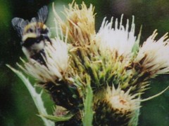 Thistle Bumble Bee Framed Photo Print Oval Matte