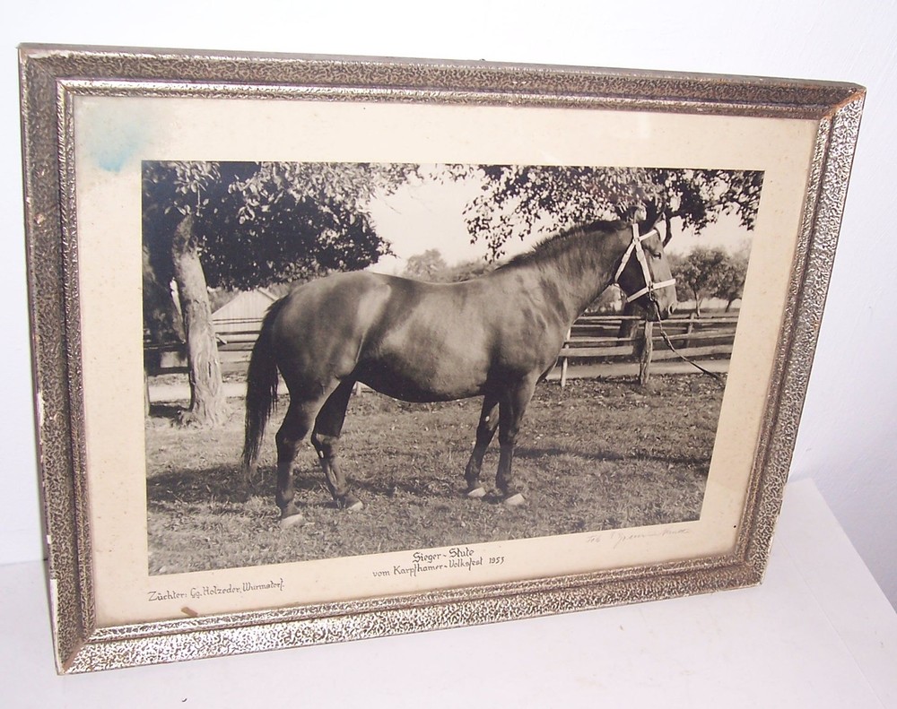 Signed photo winner mare Karpfhamer folk festival 1953 broodmare in frame!