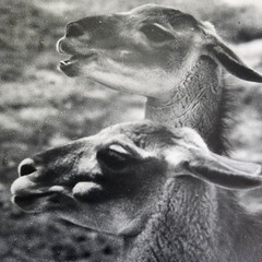 Art Photograph Two Llamas «Old Friends» Signed Rose Arizona Wildlife Photography