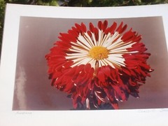 LOT OF 3 ORIGINAL COLOR PHOTOGRAPHS OF PLANTS FLOWERS 14.5 X 10.25 INCHES
