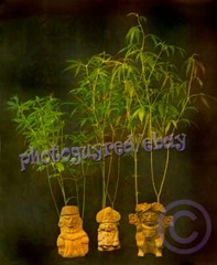 Pre-Columbian folk art figures and weed plants 8 x10 inch photograph