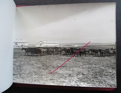 Bulgaria? 1958 15 Photos Equestrian Horse Stud Breeding Racing Jockey