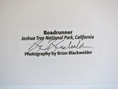 Roadrunner Joshua Tree CA 5×7 Photograph signed Brian Blackwelder – #33