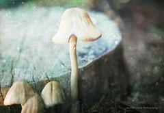 Wild Mushroom Fine Art Wall Print – Botanical Dreamy Home Decor
