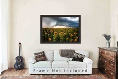 Sunflower Field Photography Print Storm Picture Kansas Photo Farmhouse Decor