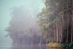 Jeff Ripple Signed Photograph of Misty Florida Cypress Tree Landscape 22×32″