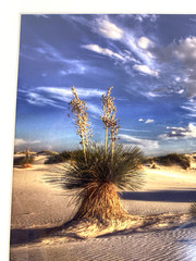 Professional Photograph Art Print White Sands, NM Matted Signed