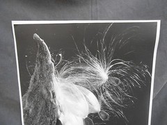 Vintage Botanical Plant Flower Bud Still Life Art Photograph Photo Picture (#3)