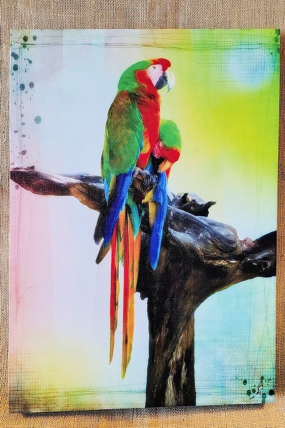 Fine Art Photography, 16″x24″ Hardbacked Canvas print, Macaws, Mexico