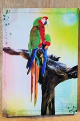 Fine Art Photography, 16″x24″ Hardbacked Canvas print, Macaws, Mexico