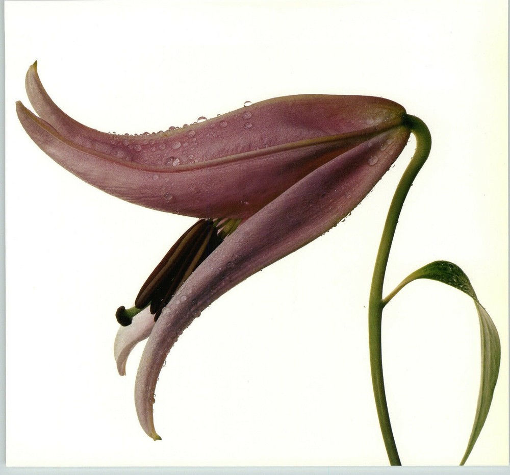 1980 Irving Penn ORIGINAL Imperial Pink Lily Flower Art Photo 11″ X 14″