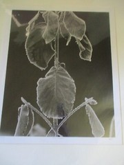 signed Original Black & White Photograph FIRST FROST Leaves 18″ x 22″ 3/150