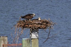 Osprey Photo, Pick One Image – Various Sizes