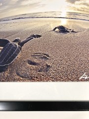SIGNED Photograph Sea Turtles on Beach Chris Doherty Matted & Framed