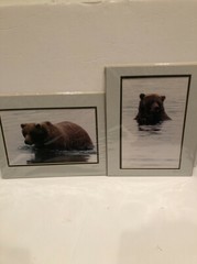 Lot Of 2 11X14” Matted Grizzly Bear Photos By Famous Photographer Wendell Welch