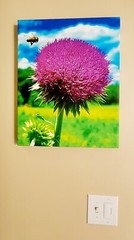 Canvas Photo Bee Landing on Wild Thistle, 16×20 Ltd Ed. Signed Gallery Wrapped