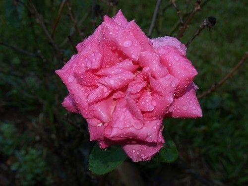«Pink Rose After The Rain» Photo Print Matted & Signed