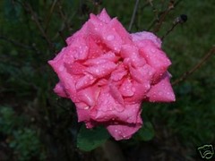 «Pink Rose After The Rain» Photo Print Matted & Signed