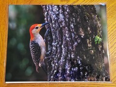 Red-bellied Woodpecker Photo Print 8.5×11 – Nature Coast Botanical Gardens, FL –