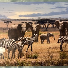 Paul Gruner elephant & zebra safari Metal Art Signed