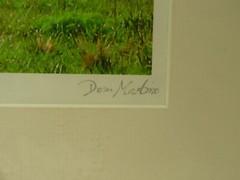 MATTED PHOTOGRAPHY Young Bison By Dom Martino 20x16in Color Landscape