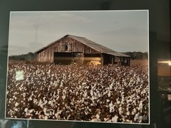 Framed Photograph Rustic Southern Barn In Cotton Field Grey Wooden Frame 21X18”