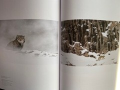 Vincent Munier 100 Fotografien NEU Schneeleopard