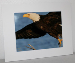 Bald Eagle Wildlife Photo 8″ x 10″ in 11″ x 14″ White Matte Signed by Kim Barry