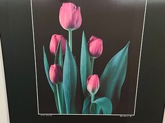 NICK ZUNGOLI Vintage 1981 «Pink Tulips» Signed & Framed- 18 x 24″