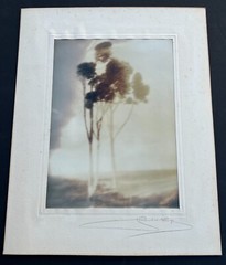 Leopold Hugo, Silver Print Photo «Eucalyptus Trees, Ca.» Pencil Signed. 1916