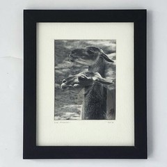 Art Photograph Two Llamas «Old Friends» Signed Rose Arizona Wildlife Photography