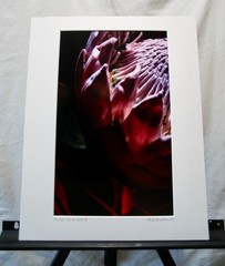 Original Photography Art Print «Protea No. 2»