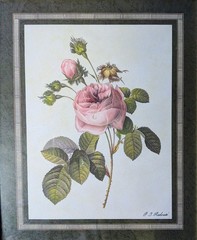 P.J. Redoute Botanical Print Pink Rose Gold Tone Frame 11.5×9.5” Vintage