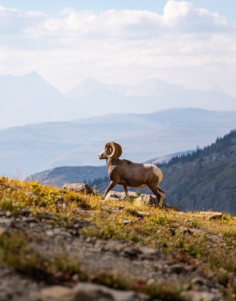 Bighorn Sheep Ram Photograph 11×14 Print 11″x14″