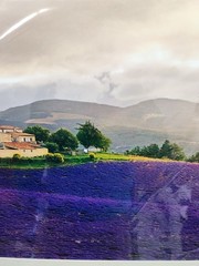 Signed Provence France Lavender Field Print “Mistral” 6/250 Framed Landscape Art