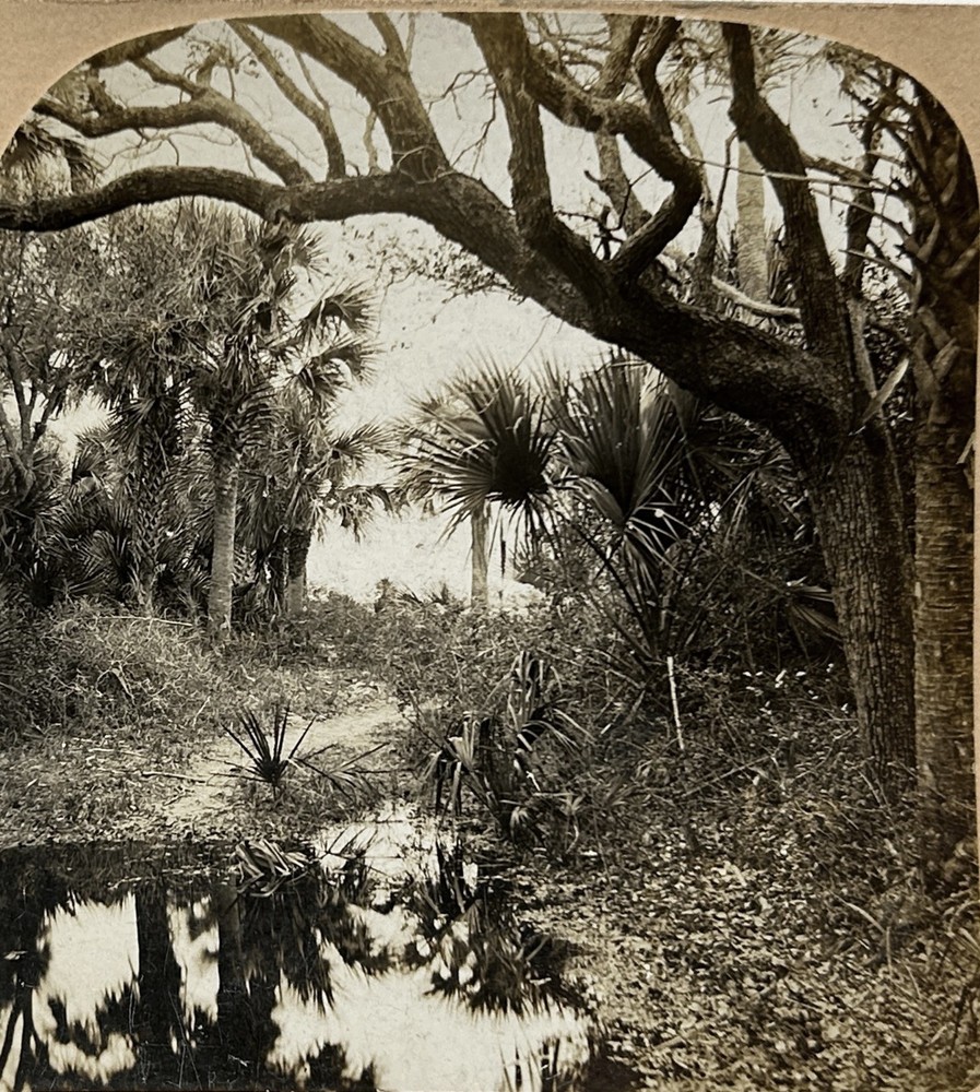 USA United States Florida Landscape Indian River c1900 Photo Stereo Vintage