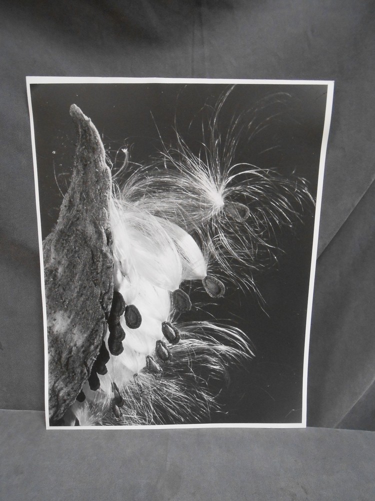 Vintage Botanical Plant Flower Bud Still Life Art Photograph Photo Picture (#3)