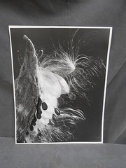 Vintage Botanical Plant Flower Bud Still Life Art Photograph Photo Picture (#3)