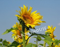 BEAUTIFUL SUNFLOWER 8 x 10 Color Photo