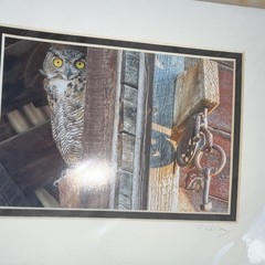 Color Owl Wildlife Photograph Print on Paper, Landscape Orientation, Matted