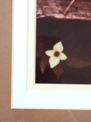 Vtg «Canadian Dogwood» 8×10 Photograph, Signed, Matted & Framed (13×16) LEE MANN