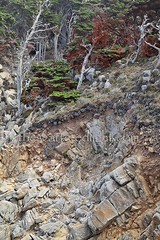 POINT LOBOS * TRIPTYCH 1 * SET OF 3 PHOTOGRAPHIC PRINTS