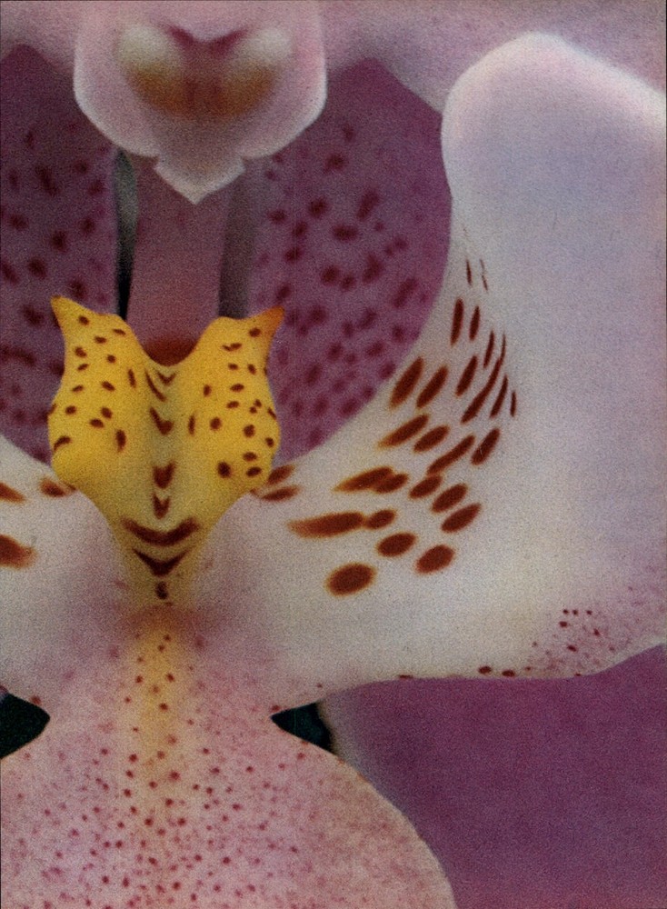 1966 Alfred Eisenstaedt Orchid Closeup Phalaenopsis Clara Knight Photo Gravure