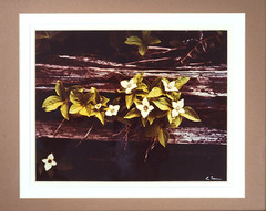 Vtg «Canadian Dogwood» 8×10 Photograph, Signed, Matted & Framed (13×16) LEE MANN